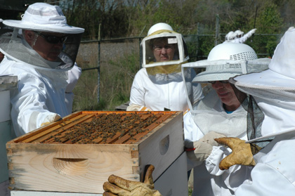 Hive Inspection 3